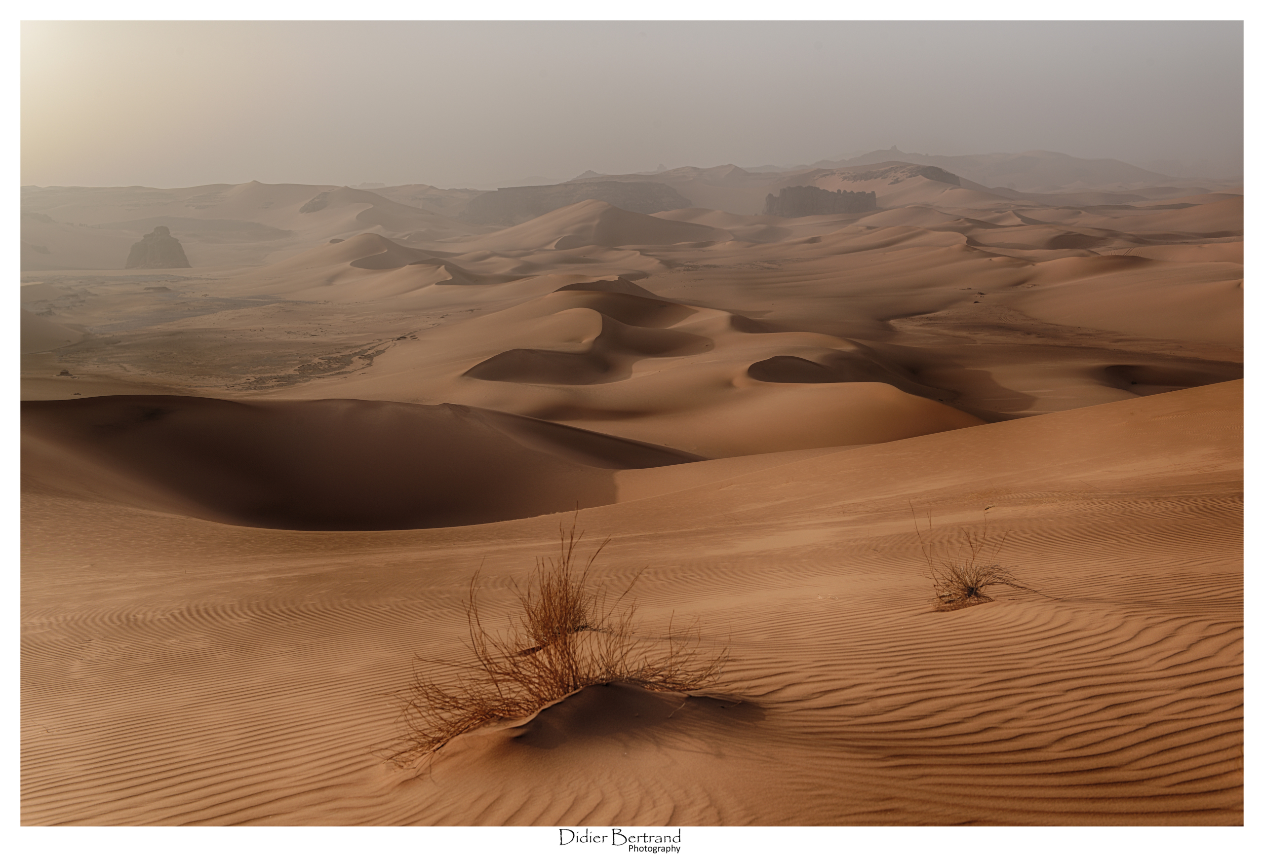 Sahara Algerien, Tassili 2024 - Petit bosquet sur une dune