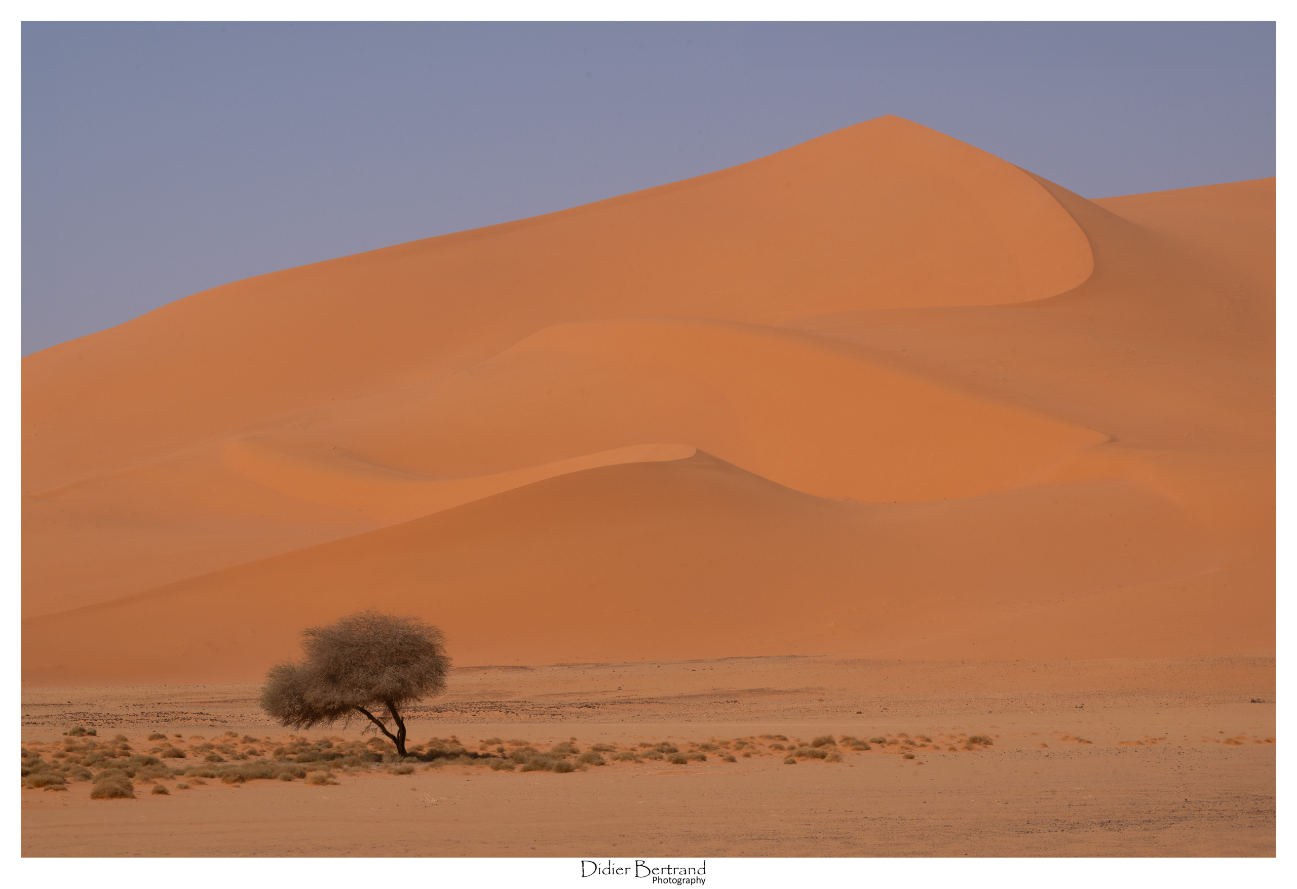 Sahara Algerien, Tassili 2024 - A l'ombre de mon arbre