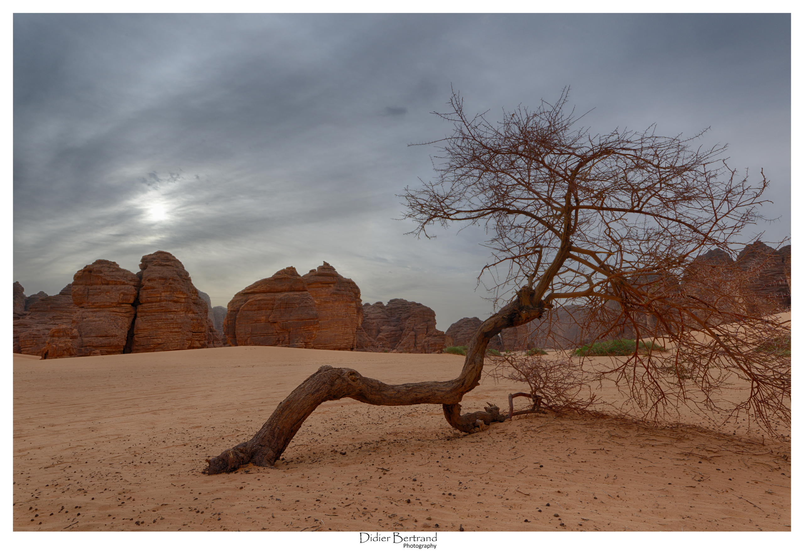 Sahara Algerien, Tassili 2024 - Acacia couché sur le sable